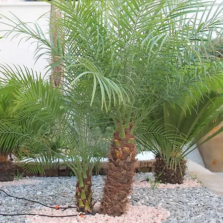 Mari Lu' Маруджо